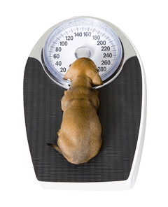cesar.art_weighing_in_on_small_dog_obesity-page-1.page-image.1.0.en_.04_weighing_01_20080903150246.png